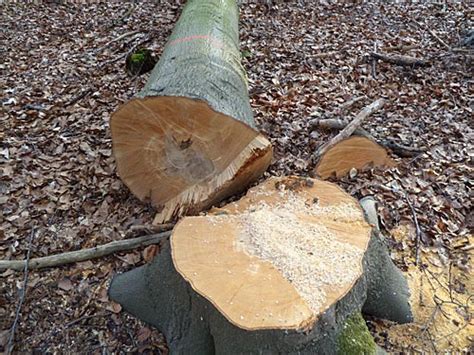 Dann schützt das bundesnaturschutzgesetz nistende vögel. Wann darf man Bäume fällen?