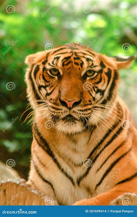 Sibirian Tiger Amur Tiger Were Gazing With Awe Inspiring Gaze Stock
