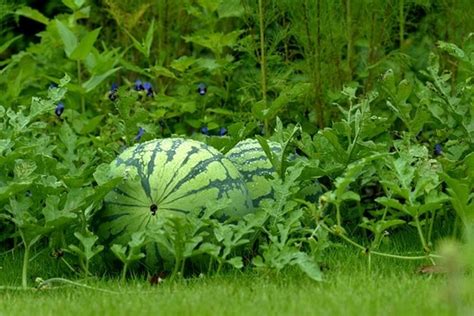How To Grow Seedless Watermelons