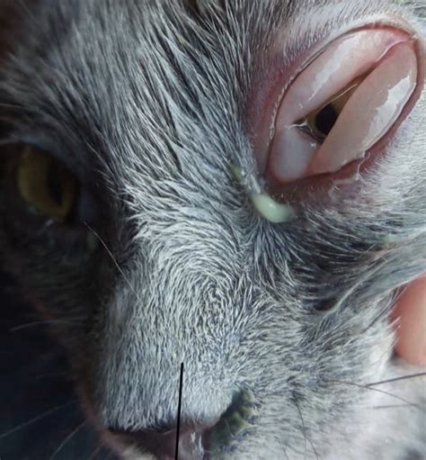 Cleft Palate Kitten Rescue Thecatsite