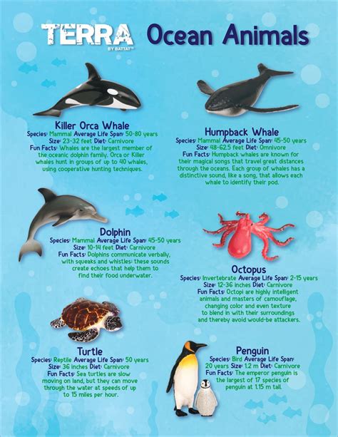 Ocean Animal Fun Fact Poster Under The Sea Animals Ocean Animals