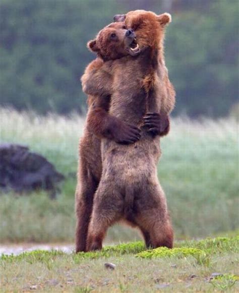 bear hug 3