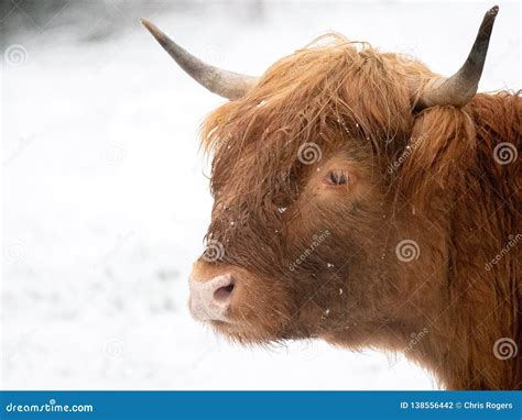 Snowy Highland Cow In A Field Stock Photo Image Of Breed Landscape