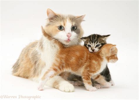 Mother Cat And Kittens Photo Wp23139