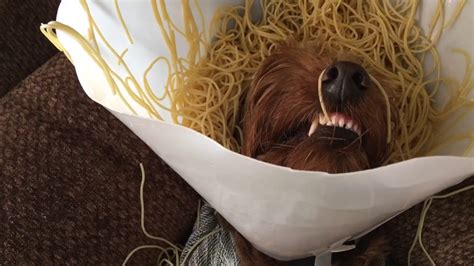 This is the dog eats spaghetti by pbump on vimeo, the home for high quality videos and the people who love them. Dog eats Spaghetti in Cone of Shame - YouTube