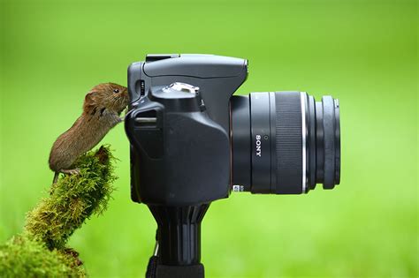 20 Adorable Photos Of Animals That Want To Be Photographers 99inspiration