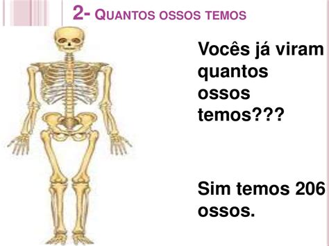 Os Ossos Do Corpo Humano Ana Raquel