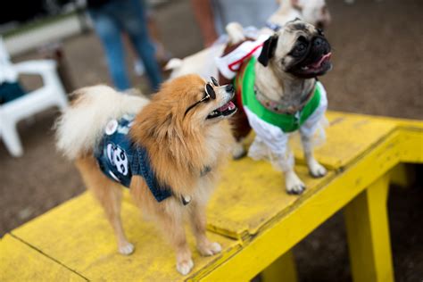 Scenes From The Dog Costume Contest At Mutts Canine Cantina D Magazine