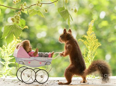 Red Squirrel Standing With An Stroller Photograph By Geert Weggen Fine Art America