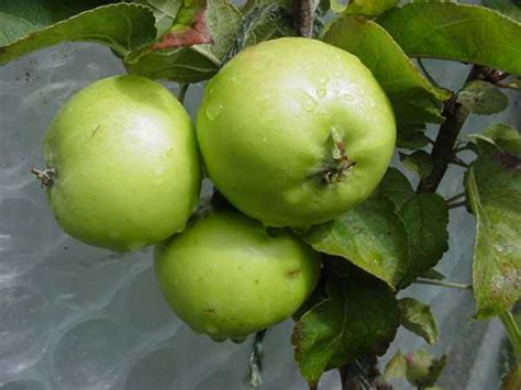 Make sure this fits by entering your model number. English Apples - Sam Bell's Special, DIVERSITY website ...