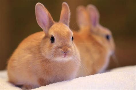 Eco Glamazine Bunny Brushes Cruelty Free Eco Tools