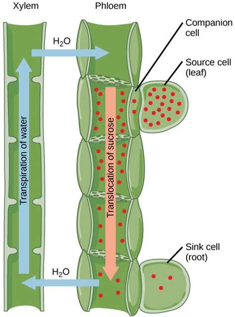Translocation In Plants Steps Phloem Structure Importance And