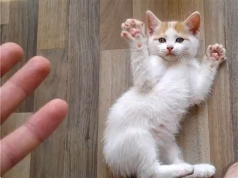 Hands Up Kitten Is An Adorable Update To A Legendary Classic Cbs News