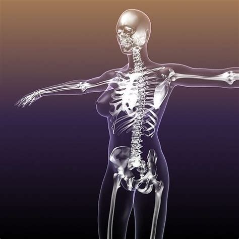 Human Bone Anatomy Female 3d Illustration Human Of A Female Skeleton Muscle System Bone And