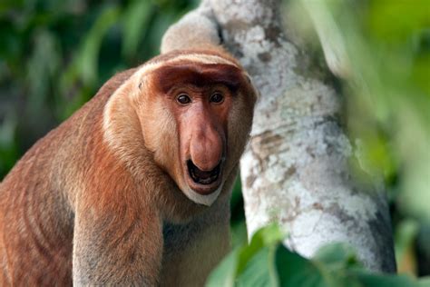 Proboscis-Monkey-Close-up-male-(1) - Chris Hill Wildlife Photography