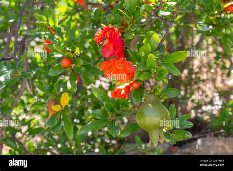 Punica Granatum Pomegranate Tree In Flower Stock Photo Alamy