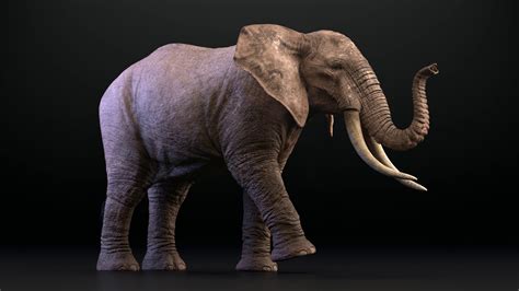 African Elephant 3d Model Youtube