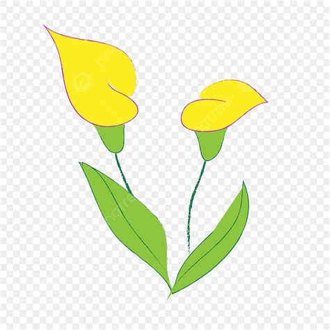 Calla Lily Flower Vector Hd Png Images Calla Lily Flowers Flower