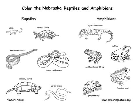 Usa state birds realistic art cards sample children can color their way through our nation's state birds with these fun and realistic art cards. Nebraska