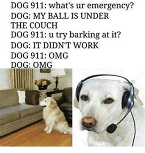 25 Best Memes About Omg Dog Omg Dog Memes