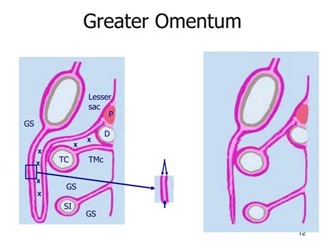 • gastric juice secreted • gastrin is produced when food enters and ph. PPT - Embryology Digestive and Respiratory Systems ...
