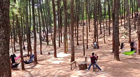Hutan Pinus Kampar Homecare24