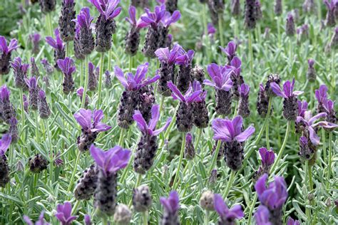 Spanish Lavender Plant Care And Growing Guide