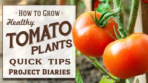 Tips For Growing Tomatoes Growing Tomato Plants Growing Organic