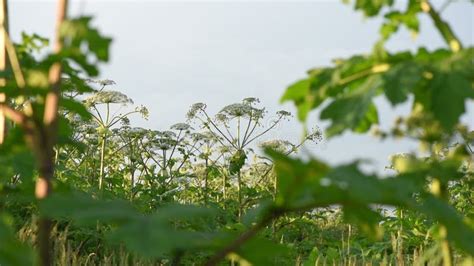 Many Dangerous Poisonous Plants Giant Hogweed Heracleum Cow Parsnip