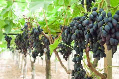 Tutti i tipi di uva fragola sono caratterizzati da un sapore dolce della polpa, privo dell'aroma di moscato. Uva nera da tavola - Frudis