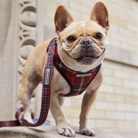 Frenchie Bulldog Official Site Harnesses Leashes And More
