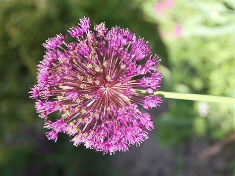 Allium Purple Sensation Ail D Ornement Fleurs Violet Pourpre En Boule