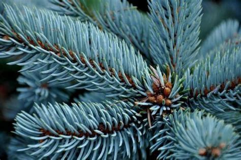 20 Colorado Blue Spruce Tree Seeds Picea Pungens Glauca Usa Seller Free
