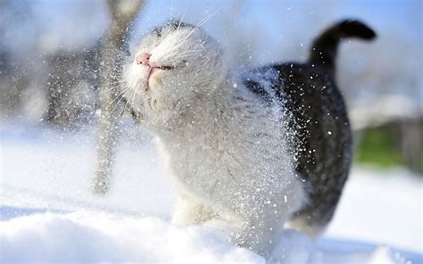 Kitty Cat In Snow Cute Little Kitty Cat Living Wallpaper Preview