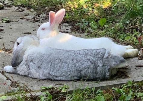 Flopsy And Bobtail Blue Cross