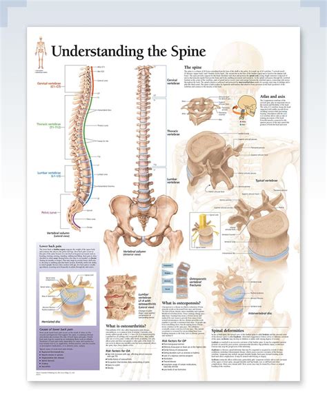 Understanding The Spine Exam Room Anatomy Poster Clinicalposters