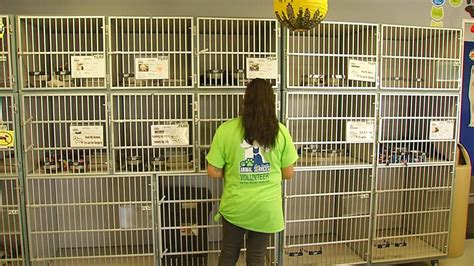 Kern County Animal Shelter In Lake Isabella To Reopen With The Help Of