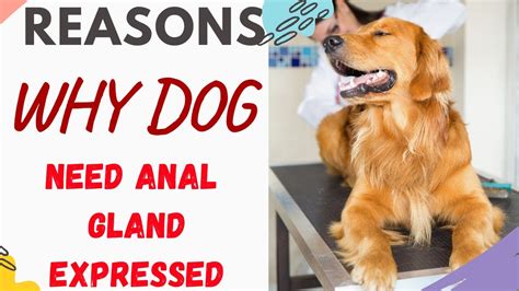 Why Do Dogs Need Anal Glands Expressed Youtube