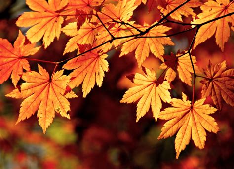 Autumn Maple Plantscapers