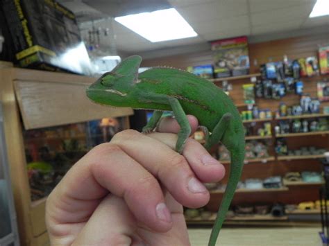 Juvenile Veiled Chameleons for sale