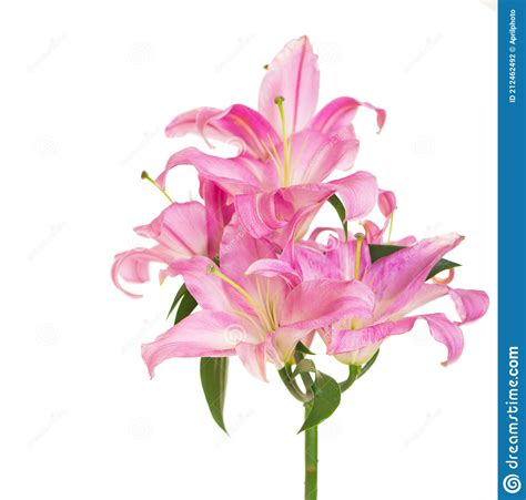 Beautiful Pink Lily Isolated On The White Stock Photo Image Of
