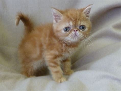 We only breed top quality pedigree cats. Exotic Kitten for sale in London | London, West London ...