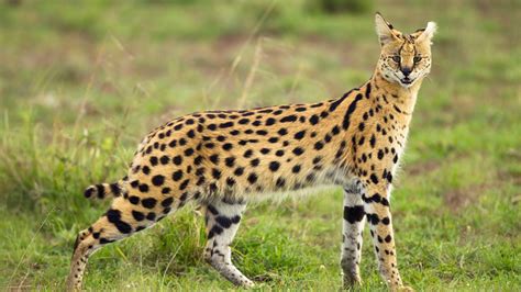 What Is A Serval And How To Distinguish It From Other Wild Cats