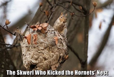 The Skwerl Who Kicked The Hornets Nest Animal Comedy Animal Comedy