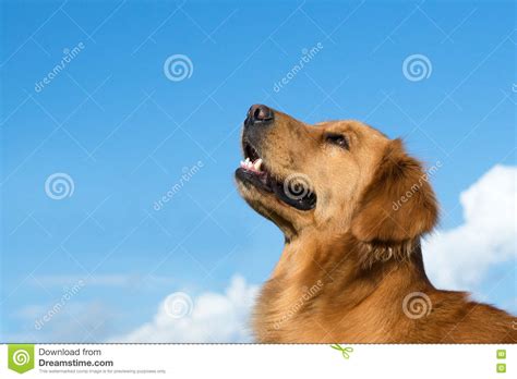 Golden Retriever Looking At The Sky Stock Photo Image Of Watch