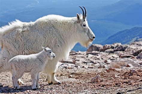 Mountain Goat Wikipedia Vlrengbr