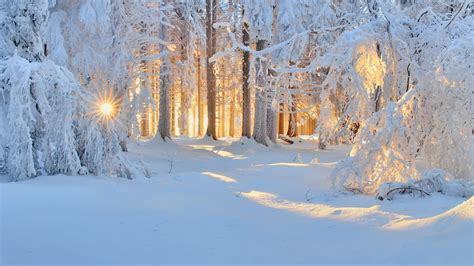 Wallpaper Sunlight Trees Landscape Forest White Nature Sky