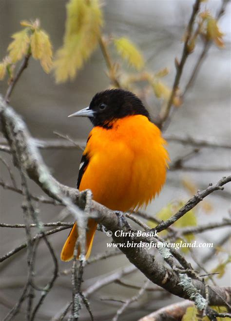 A Few Other Birds That May Be Showing Up Birds Of New