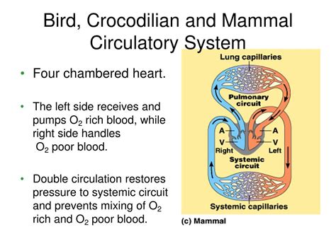 Animals With Closed Circulatory System