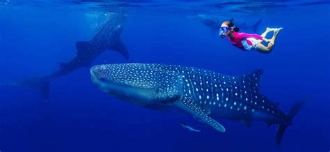 Cabo Whale Shark Diving Scuba LuxMex Los Cabos Area Guide